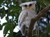 CH8A 8141.jpg Grand-duc du Népal Bubo nipalensis au parc Kaeng Krachan