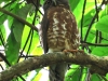 CH8A 8248.jpg Ninoxe hirsute Ninox scutulata à Kaeng Krachan