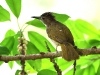CH8A 8281.jpg Bulbul ocré Alophoixus ochraceus à Kaeng Krachan