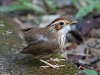 CH8A 8324.jpg Akalat à poitrine tachetée Pellorneum ruficeps à Kaeng Krachan NP, Bird's hide