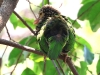 CH8A 8381.jpg Barbu rayé Psilopogon lineatus à Wat Chaloem Phrakiat Worawiharn
