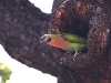 CH8A 8393.jpg Perruche à moustaches Psittacula alexandri Wat Chaloem Phrakiat Worawiharn