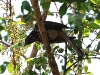 CH8A 8419.jpg Coucou koêl Eudynamys scolopaceus Wat Chaloem Phrakiat Worawiharn