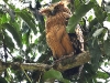 CH8A 8541.jpg Grand-duc malais Ketupa ketupa au parc national de Khao Yai