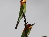 CH8A 8723.jpg Guépiers de Leschenault Merops leschenaulti à Khao Yai