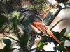 CH8A 8831.jpg Minivet rose Pericrocotus roseus à Khao Yai