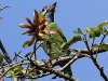 CH8A 8872.jpg Barbu à oreillons bleus Psilopogon cyanotis à Khao Yai