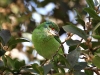CH8A 8907.jpg Barbu de Hume Psilopogon incognitus à Khao Yai