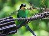 CH8A 8927.jpg Eurylaime psittacin Psarisomus dalhousiae à Khao Yai