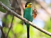 CH8A 8931.jpg Eurylaime psittacin Psarisomus dalhousiae à Khao Yai