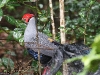 CH8A 8946.jpg Faisan prélat mâle Lophura diardi à Sakaerat Biosphere Reserve