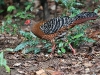 CH8A 8974.jpg Faisan prélat femelle Lophura diardi à Sakaerat Biosphere Reserve