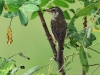 CH8A 9091.jpg Prinia simple Prinia inornata à Pak Phli 