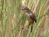 CJH8A 9113.jpg Prinia simple Prinia inornata à Pak Phli 