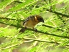 DSCN 0484.jpg Tisserin doré Ploceus hypoxanthus à Amphoe Muesang Phetchaburi