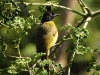 DSCN 0602.jpg Bulbul à huppe noire Pycnonotus flaviventris au parc Kaen Krachan