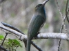 DSCN 0704.jpg Guépier à barbe bleue Nyctyornis athertoni au pard Kaen Krachan