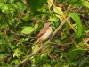 DSCN 0770.jpg Pie-grièche brune Lanius cristatus à Kaen Krachan