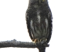 DSCN 0822.jpg Chevêchette cuculoïde Glaucidium cucoloides à Kaen Krachan