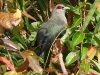 DSCN 0829.jpg Malcoha sombre Phaenicophaeus tristis à Kaen Krachan