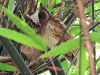 DSCN 0885.jpg Petit-duc à front blanc Otus sagittatus à Kaen Krachan