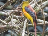 DSCN 0909.jpg Trogon à poitrine jaune Harpactes oreskios à Kaen Krachan