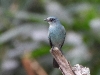 DSCN 0965.jpg Gobemouche bleuâtre Cyornis unicolor à Kaen Krachan