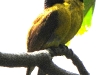 DSCN 0973.jpg Bulbuls à huppe noire Pycnonotus flaviventris à Kaen Krachan