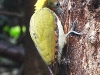 DSCN 1576.jpg Pic à nuque jaune Chrysophlegma flavinucha à Kaeng Krachan NP, Bird's hide