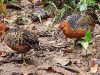 DSCN 1700.jpg Roulouls ocellés Caloperdix oculeus à Kaeng Krachan NP, Bird's hide