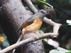 DSCN 1875.jpg Shama femelle à croupion blanc Kittacincla (malabarica) malabarica à Kaeng Krachan NP, Bird's hide