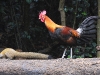 DSCN 2121.jpg Coq bankiva Gallus gallus à Kaen Krachan NP, Bird's hide