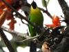 DSCN 2362.jpg Verdin à ailes bleues Chloropsis moluccensis au parc national de Khao Yai