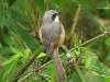 DSCN 2416.jpg Pie-grièche du Thibet Lanius tephronotus à Khao Yai