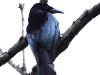 DSCN 2502.jpg Drongo à crinière Dicrurus (hottentottus) hottentotus à l'hôtel SAAN ISAN