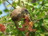 DSCN 9426.jpg Bulbul de Conrad Pycnonotus (blanfordi) conradi à Khok Kham