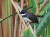 DSCN 9519.jpg  Rhipidure pie Rhipidura javanica à Phraek Nam Daeng.jpg .jpg 