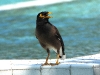 DSCN 9819.jpg Martin triste Acridotheres tristis au Fishermans village resort Phetchaburi