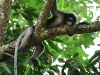 CH8A 8186.jpg Semnopithèque obscur Trachypithecus obscurus à Kaeng Krachan