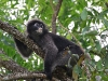 CH8A 8257.jpg Semnopithèque obscur Trachypithecus obscurus à Kaeng Krachan