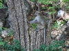 CH8A 8435.jpg Macaque à longue queue ou crabier Macaca fascicularis au Temple de Phra Phuttabat Noi 