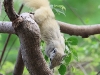 CH8A 8446.jpg Écureuil variable ou de Finlayson (Callosciurus finlaysonii)