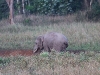 CH8A 8468.jpg Eléphant d'Asie Elephas maximus à Khao Yai Park
