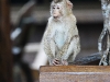 CH8A 8576.jpg Macaque à queue de cochon Macaca leonina au centre des visiteurs du Parc national de Khao Yai  