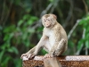CH8A 8580.jpg Macaque à queue de cochon Macaca leonina au centre des visiteurs du Parc national de Khao Yai  