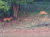 CH8A 8600.jpg Cerfs aboyeurs ou muntjacs Muntiacus muntjak dans le Parc national de Khao Yai