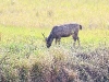 CH8A 8620.jpg Cerf sambar Servus unicolor dans le Parc national de Khao Yai 