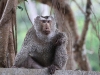 CH8A 8684.jpg Macaque à queue de cochon Macaca leonina au centre des visiteurs du Parc national de Khao Yai  