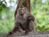 CH8A8686.jpgMacaque à queue de cochon Macaca leonina au centre des visiteurs du Parc national de Khao Yai  