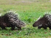 CH8A 8744.jpg Porcs-épics de Malaisie (Hystrix brachyura) dans le Parc national de Khao Yai 